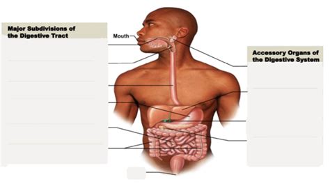 Digestive System Summary Diagram Diagram Quizlet