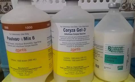 Infectious Coryza In Chickens: Cause, Treatment & Prevention