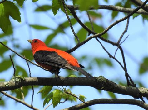 Scarlet Tanager Ewa Guide To The Birds Of The Fells Massachusetts Us