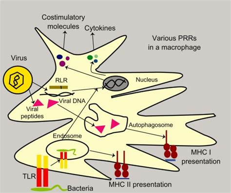 Pathogen Recognition By Dendritic Cells In Mucosa By Toll Like