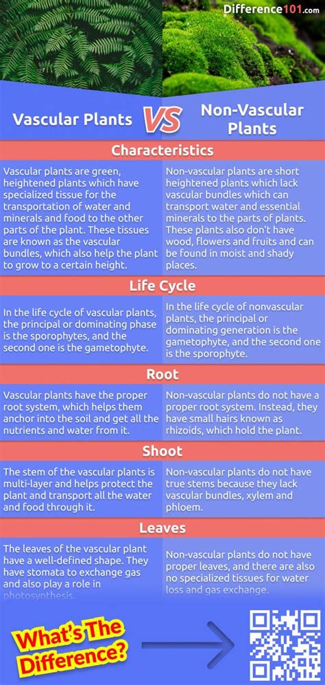 Vascular Vs Non Vascular Plants Whats The Difference Between