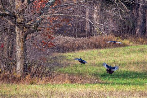 Eastern Wild Turkey Meleagris Gallopavo Landing In A Farmers Field In