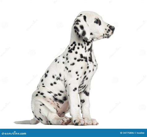 Side View Of A Dalmatian Puppy Sitting Looking Away Isolated Royalty