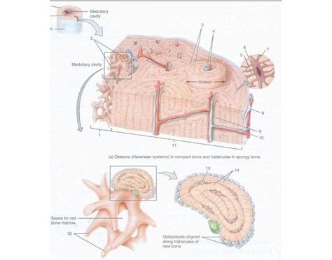 Microscopic Features Of Bone Diagram Quizlet