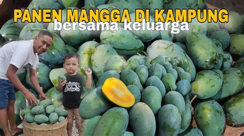 Buahnya Lebat Banget Pohon Lebih Kwintal Panen Mangga Gadung