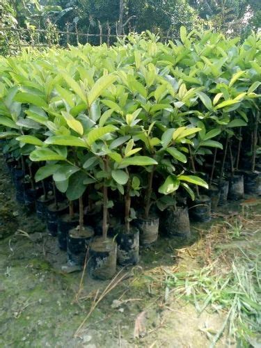 Full Sun Exposure Green L Guava Plant For Fruits Packaging Type