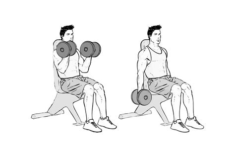 Seated Dumbbell Bicep Curls My Free Fitness Guide