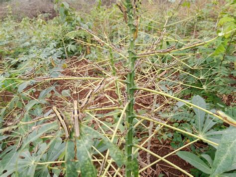 Cassava - Wikifarmer