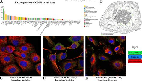 A Expression Of CD276 In Tumor Cell Lines B Subcellular Localization