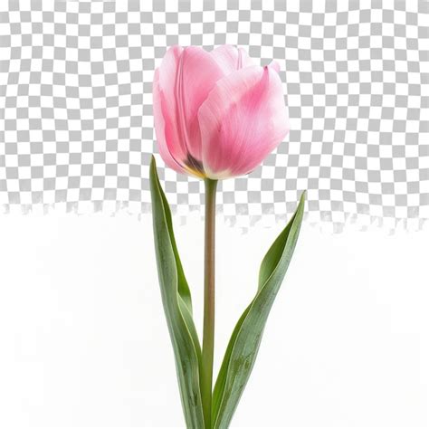 Premium Psd A Pink Tulip With Green Leaves On A White Background