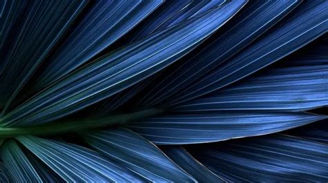 Background Texture Blue Palm Leaf Pattern Leaf Wallpaper Plant