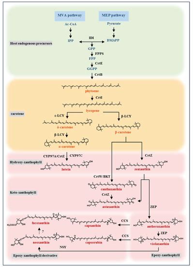 Microorganisms Free Full Text Metabolic Engineering Of Model Microorganisms For The