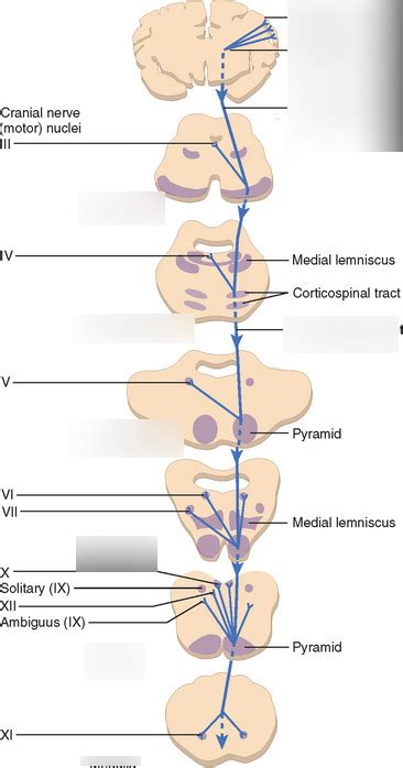 Diagram of Corticobulbar tract | Quizlet