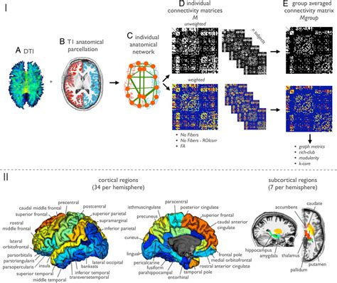 Rich Club Organization Of The Human Connectome Journal Of Neuroscience