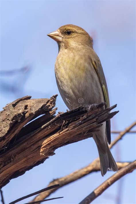 Un Greenfinch Brillante Se Sienta En Una Rama En El Parque Y Miradas En