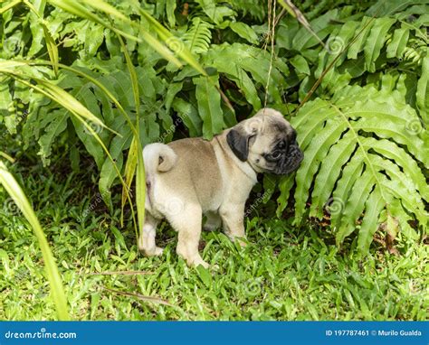 Cute Pug Puppies Playing in the Garden Stock Image - Image of happy ...