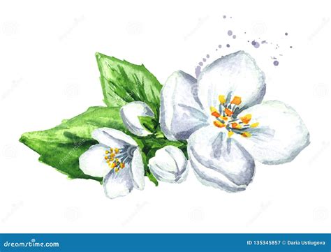 Jasmine Flowers With Leaves And Buds Watercolor Trachelospermum