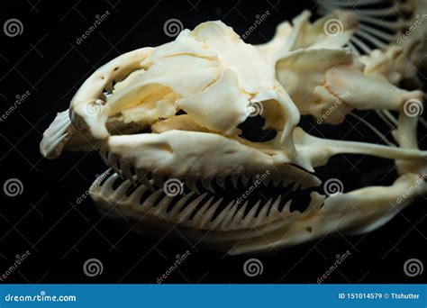 Garter Snake Skull