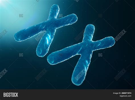 Xx-chromosomes Dna Image & Photo (Free Trial) | Bigstock