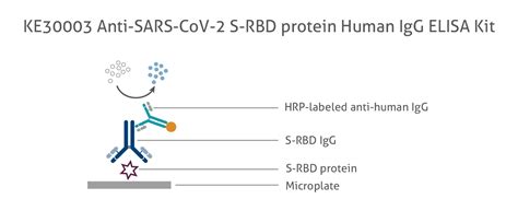 Anti Sars Cov S Rbd Protein Human Igg Elisa Kit Elisa Kit Ke