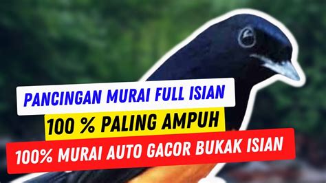 Pancingan Murai Batu Full Isian Paling Ampuh 100 Jadikan Murai Gacor