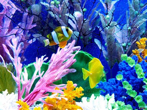 47 HD Aquarium Wallpapers WallpaperSafari