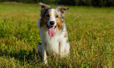 C Mo Ense Ar A Un Border Collie A Hacer Sus Necesidades