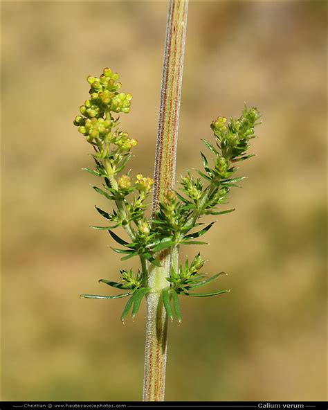 Gaillet Vrai Galium Verum