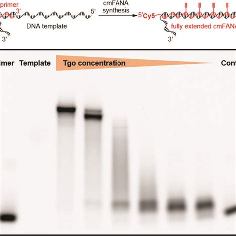 Tgo Polymerase Activity Assay Suggested That C8 Alkyne Fana Utp Can