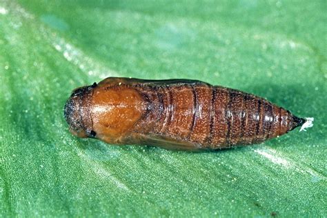 Dreamy Duskywing - Alabama Butterfly Atlas
