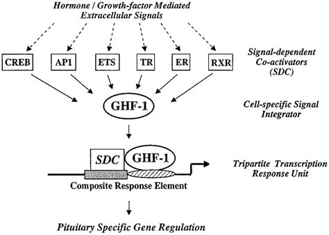 Model For Pituitary Specific Signal Integration By The Homeodomain