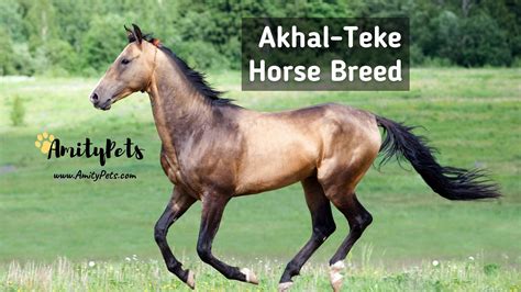 Akhal-Teke Horse Breed [the horses of Turkmenistan!] – Amity Pets