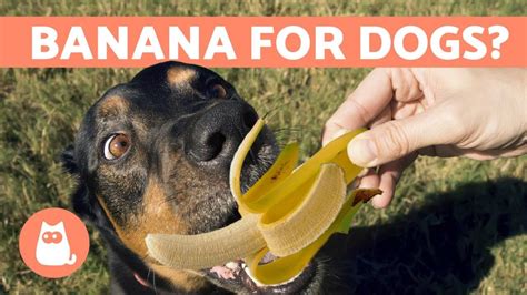 Bananas For Dogs 101 Can Dogs Eat Bananas