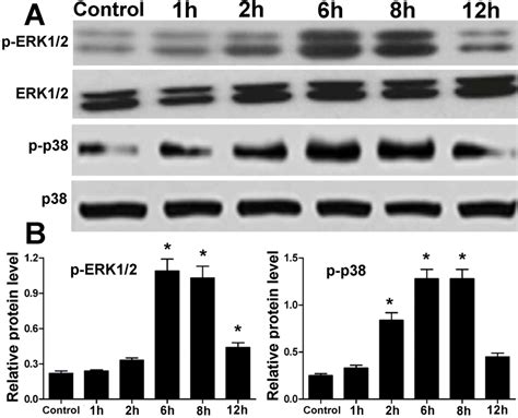 Expression And Regulation Of The Erk And P Mapk Signaling Pathways