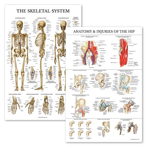 Buy Pack Skeletal System Anatomical Anatomy Injuries Of The Hip