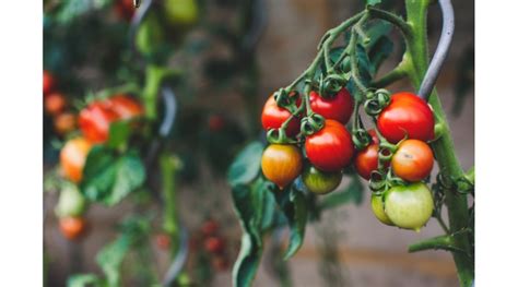 Be Aware of Anthracnose in Tomatoes - Morning Ag Clips