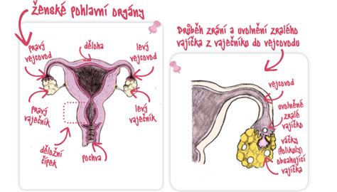 Největší mýty o otěhotnění úvod Jak probíhá oplození Prof MUDr