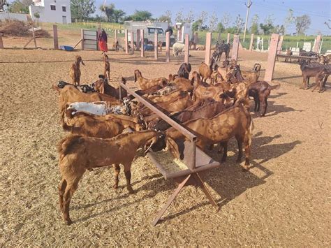 Brown Men Sirohi Goat Breed, Milk, Weight: Kg at Rs 230/kg in Nagaur ...