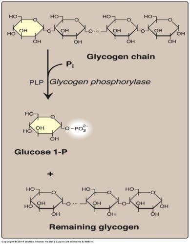 Metabolic Processes Flashcards Quizlet