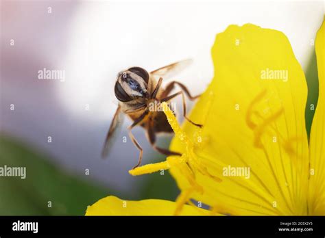 Honigbiene Auf Gelber Blume Fotos Und Bildmaterial In Hoher Aufl Sung