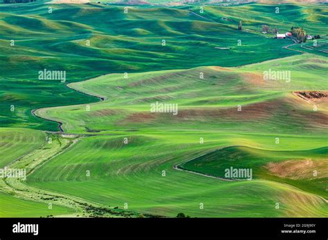 Steptoe Butte State Park Washington Usa May Rolling Wheat