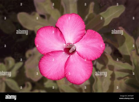 Top View Of One Magenta And White Desert Rose Adenium Obesum Flower