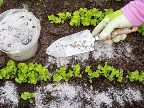 Abonos O Fertilizantes Naturales Y Caseros Que Debes Poner A Tus Plantas