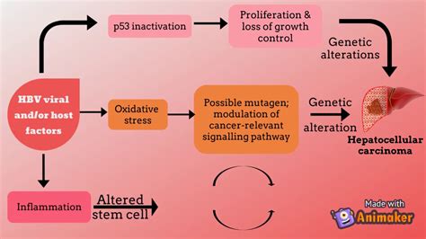 Pathogenesis Of Liver Cancer