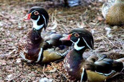 Ente Stockenten Vogel Kostenloses Foto Auf Pixabay Pixabay