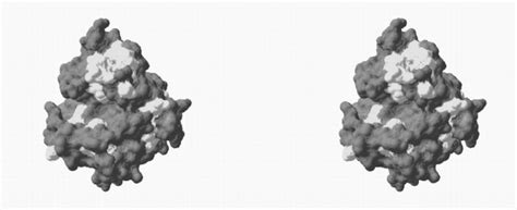3D mapping of the amino acids onto the 3D structure of BglII | Download ... 