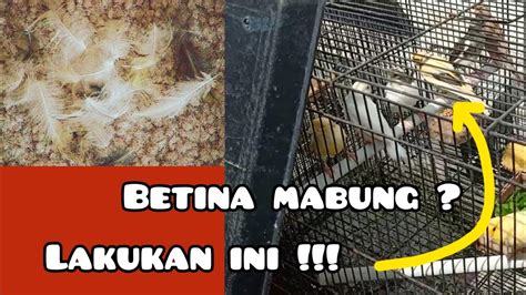 Perawatan Kenari Betina Mabung Agar Cepat Kondisi Youtube