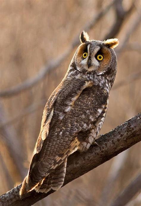 Pin By Rossella Tosetti On Cuccioli Di Gufo In 2024 Long Eared Owl