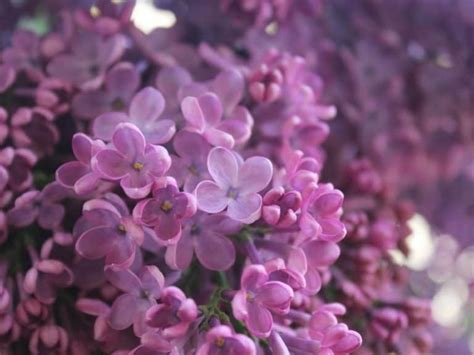 When To Plant Lilac Bushes Planting Guide 2023 Northern Nester