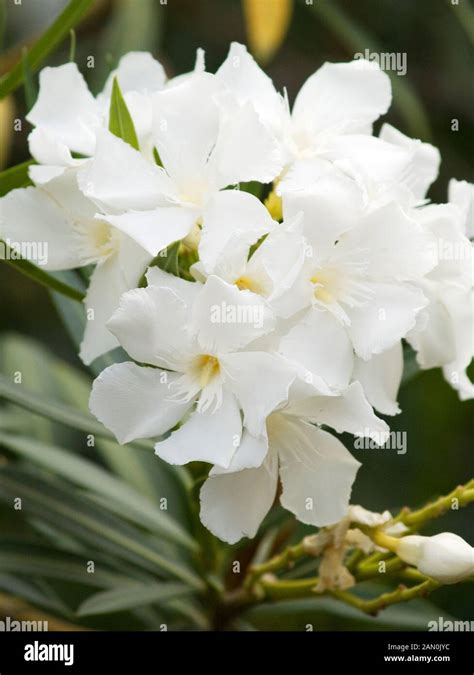 Nerium Oleander White Immagini E Fotografie Stock Ad Alta Risoluzione